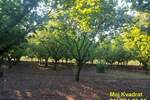 Plac, Stara Pazova, Nova Pazova, prodaja, 0m2, 80000e, id1430459