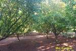 Plac, Stara Pazova, Nova Pazova, prodaja, 0m2, 80000e, id1430459