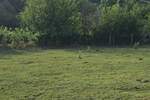Plac, Beograd, Kosmaj, prodaja, 1270m2, 17000e, id1436906