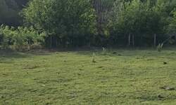 Plac, Beograd, Kosmaj, prodaja, 1270m2, 17000e, id1436906