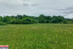 Plac, Boljevac, Mirovo, prodaja, 0m2, 10750e, id1389766