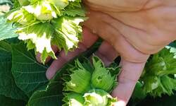 Plac, Niš, prodaja, 31352m2, 80000e, id1440652