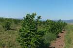 Plac, Niš, prodaja, 31352m2, 120000e, id1440652