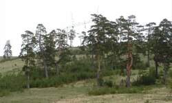 Plac, Zlatibor, prodaja, 7441m2, 285000e, id1441210