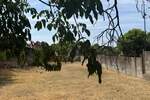 Kuca, Bela Crkva, prodaja, 144m2, 40000e, id1444477