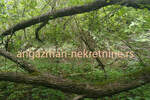 Plac, Boljevac, Jablanica, prodaja, 0m2, 6000e, id796365