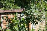 Plac, Beograd, Sremčica, prodaja, 0m2, 45000e, id1404306