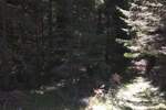 Plac, Žabljak, prodaja, 17803m2, 285000e, id1448605