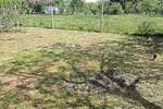 Kuca, Inđija, prodaja, 60m2, 75000e, id1448806