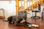 Trosoban stan, Beograd, Stari Grad, prodaja, 110m2, 435000e, id1449396
