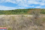 Plac, Boljevac, Krivi Vir, prodaja, 0m2, 7500e, id1449428
