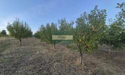 Plac, Jagodina, Siokovac, prodaja, 0m2, 1e, id1451442
