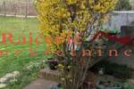 Kuca, Beograd, Radiofar, prodaja, 72m2, 425000e, id1451980