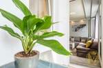 Dvosoban stan, Beograd, Blok 22, izdavanje, 60m2, 750e, id1453985