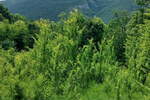 Plac, Boljevac, Mirovo, prodaja, 0m2, 10300e, id1391750