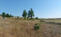 Plac, Boljevac, Bačevica, prodaja, 0m2, 13900e, id1251899