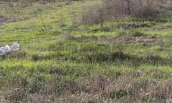 Plac, Merošina, Merošina, prodaja, 1275m2, 12800e, id1454907