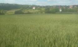 Plac, Beograd, Babe, prodaja, 0m2, 39000e, id1241680