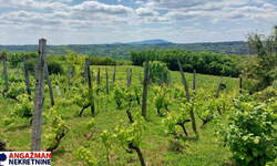 Plac, Beograd, Mala Ivanča, prodaja, 0m2, 84000e, id1382252