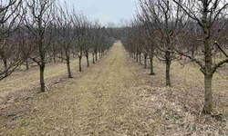 Plac, Irig, prodaja, 110000m2, 750000e, id1459856