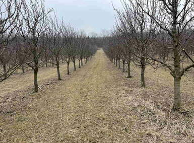 Plac, Irig, prodaja, 110000m2, 750000e, id1459856