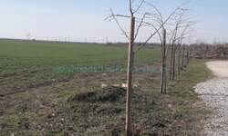 Plac, Beograd, Zemun (novi Grad), prodaja, 6400m2, 350000e, id1460363