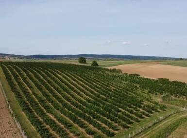 Plac, Sremska Mitrovica, prodaja, 37800m2, 130000e, id1460529