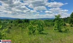 Plac, Boljevac, Mirovo, prodaja, 0m2, 40600e, id1390076