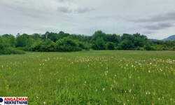 Plac, Boljevac, Mirovo, prodaja, 0m2, 9000e, id1389766