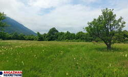 Plac, Boljevac, Mirovo, prodaja, 0m2, 75000e, id1389181