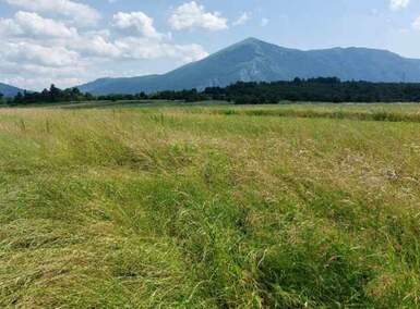 Plac, Boljevac, Mali Izvor, prodaja, 0m2, 10000e, id1382842