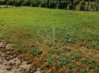 Kuca, Sombor, Čonoplja, prodaja, 217m2, 31000e, id1289708