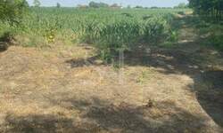 Plac, Sombor, Bilić, prodaja, 0m2, 55000e, id1203039