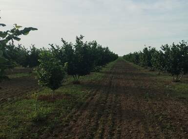 Plac, Sombor, Stapar, prodaja, 5754m2, 28000e, id1486186