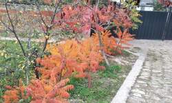 Kuća, Bečej | Prodaja · 70m² · 35.000€