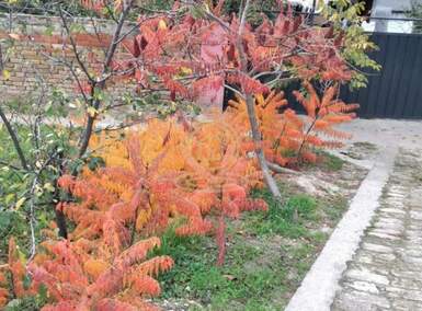 Kuća, Bečej | Prodaja · 70m² · 35.000€