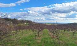 Plac, Irig | Prodaja · 11894m² · 399.999€