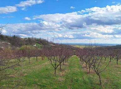 Plac, Irig | Prodaja · 11894m² · 399.999€