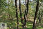Plac, Beograd - Baljevac | Prodaja · 23.000€
