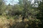 Plac, Vranje - Suvi Dol | Prodaja · 15.000€