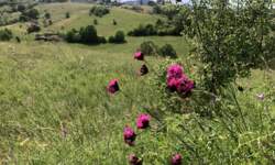 Plac, Zlatibor - Šljivovica | Prodaja · 5977m² · 61.900€