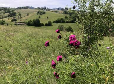 Plac, Zlatibor - Šljivovica | Prodaja · 5977m² · 61.900€