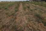Plac, Topola | Prodaja · 18000m² · 20.000€
