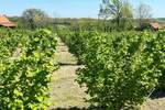 Plac, Vladimirci | Prodaja · 5000m² · 13.500€