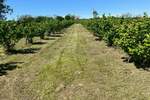 Plac, Vladimirci | Prodaja · 5000m² · 13.500€