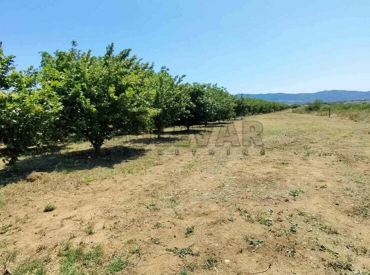 Plac Niš, Pasi poljana – fotografija 1
