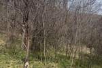 Kuća Gadzin Han, Gornji Barbeš – fotografija 9