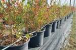 Plac Bela Palanka, Bela Palanka – fotografija 9
