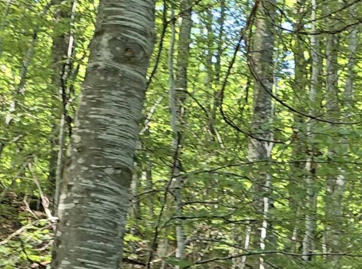 Plac Kopaonik – fotografija 9
