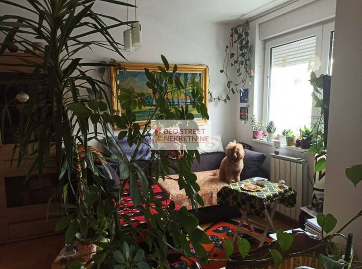 Stan Beograd, Stepa Stepanović – fotografija 1